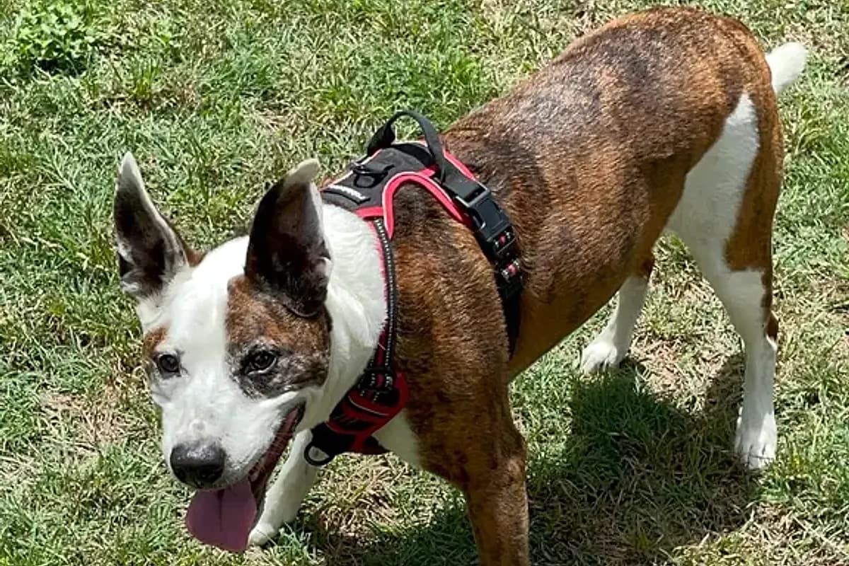 Pets Scoop — Waco dog life