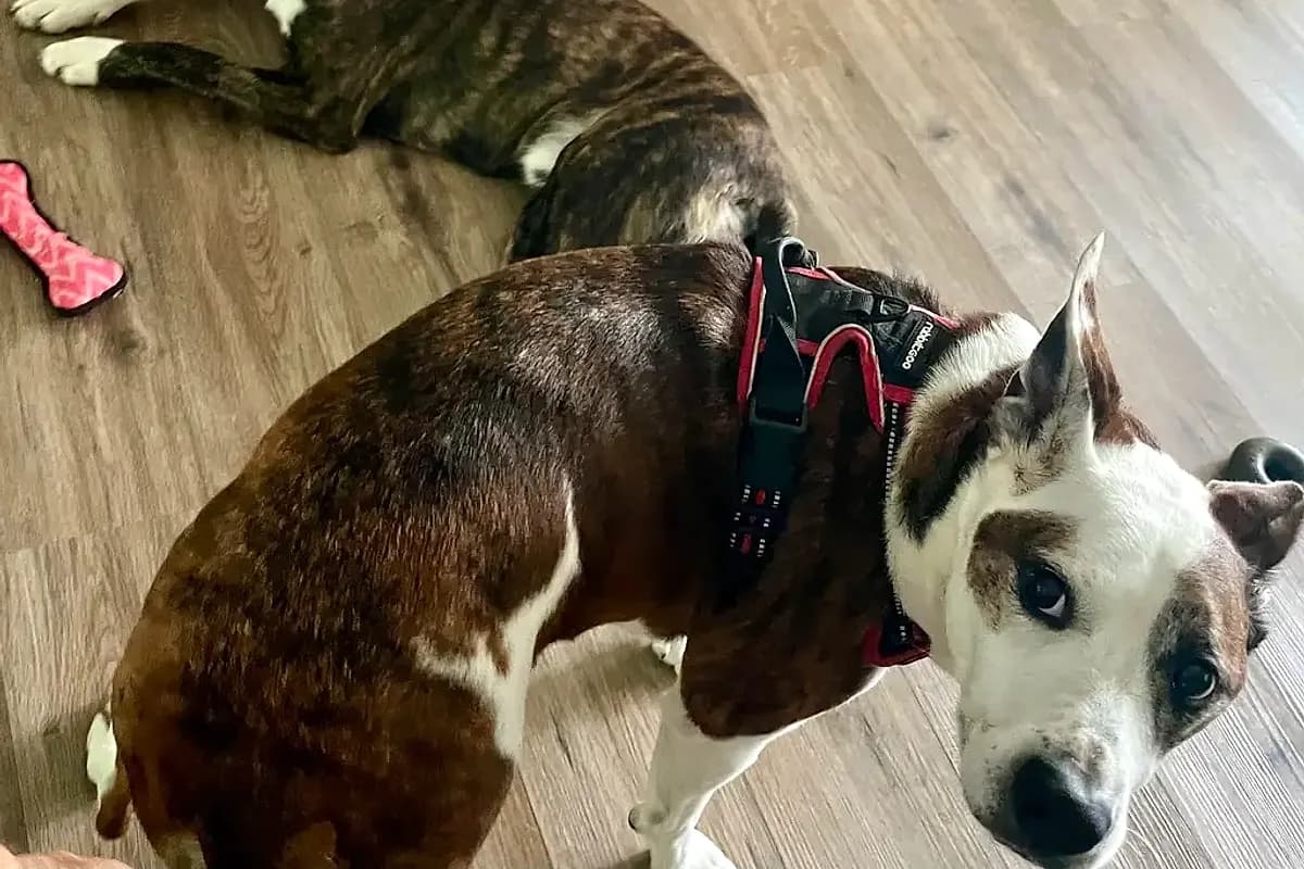 Pets Shiloh — Waco dog life