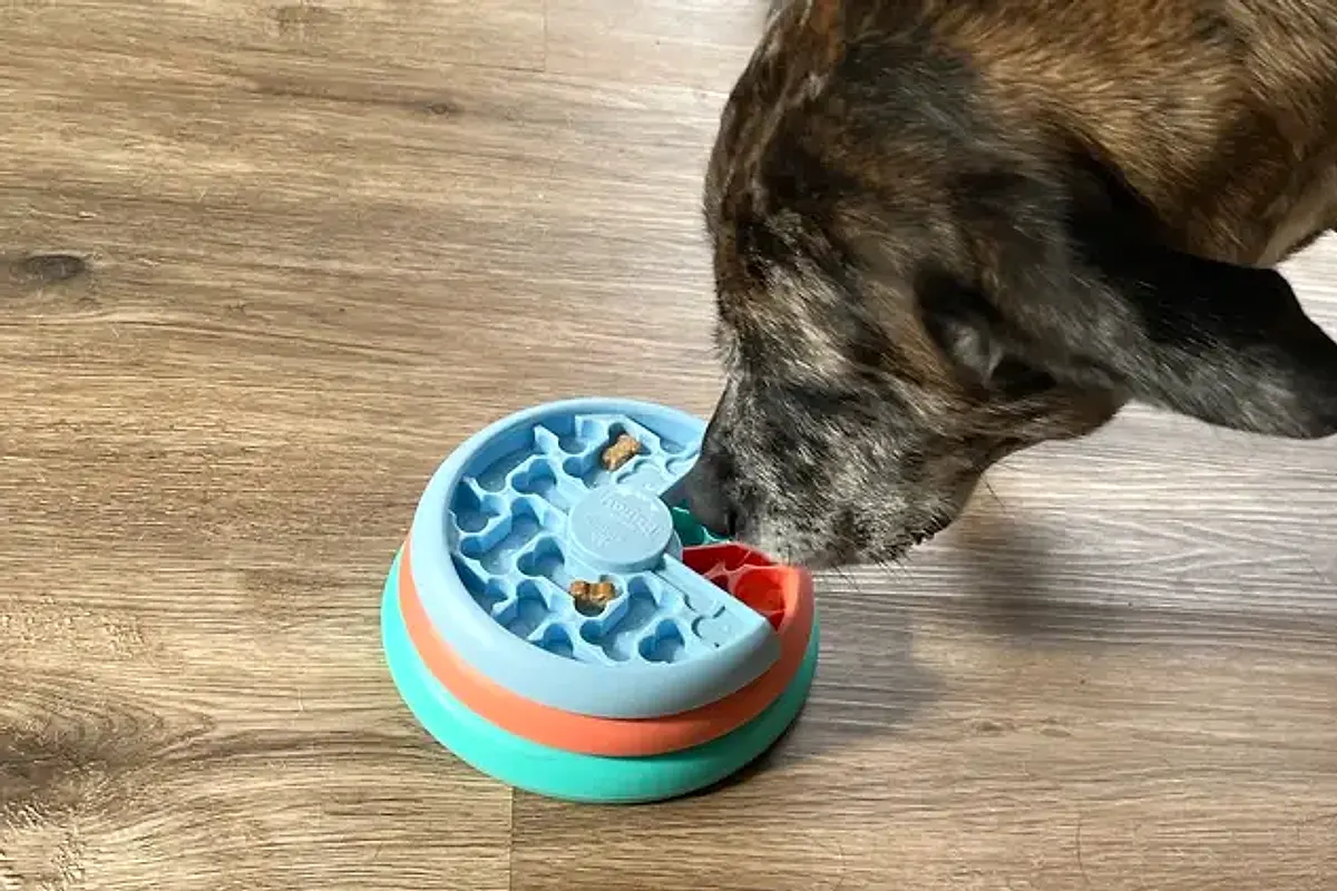 Dog working a sniff-and-seek enrichment puzzle indoors
