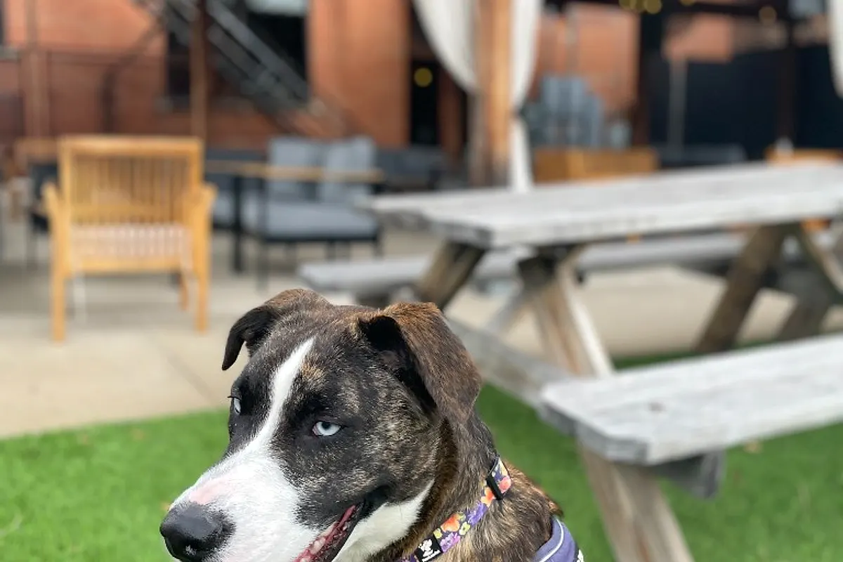 Yappy Hours — Waco dog life