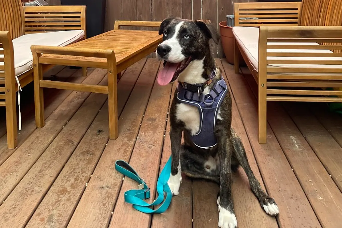 Yappy Hours — Waco dog life