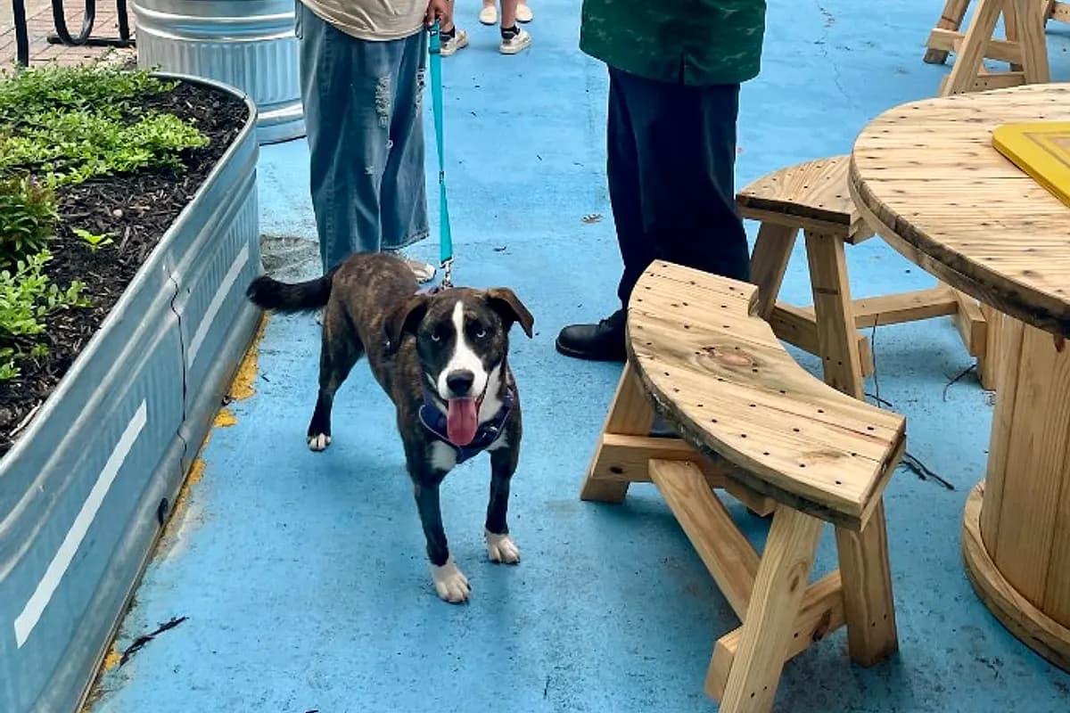 Yappy Hours — Waco dog life