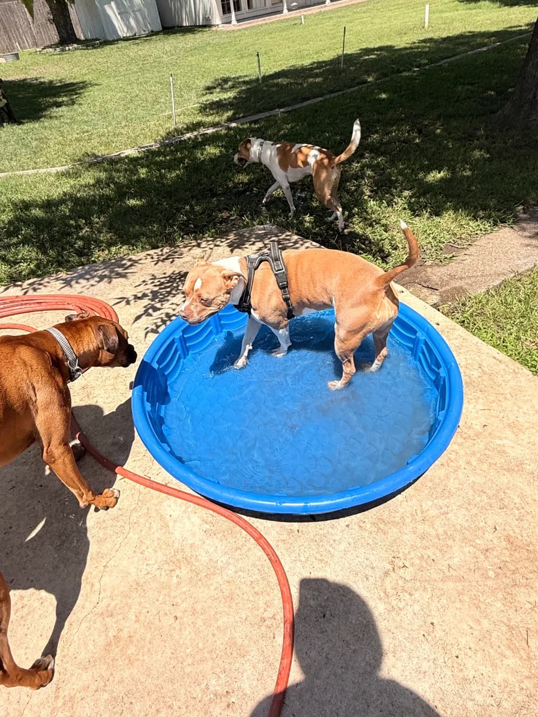 Three dogs playing around a backyard splash pool during summer camp