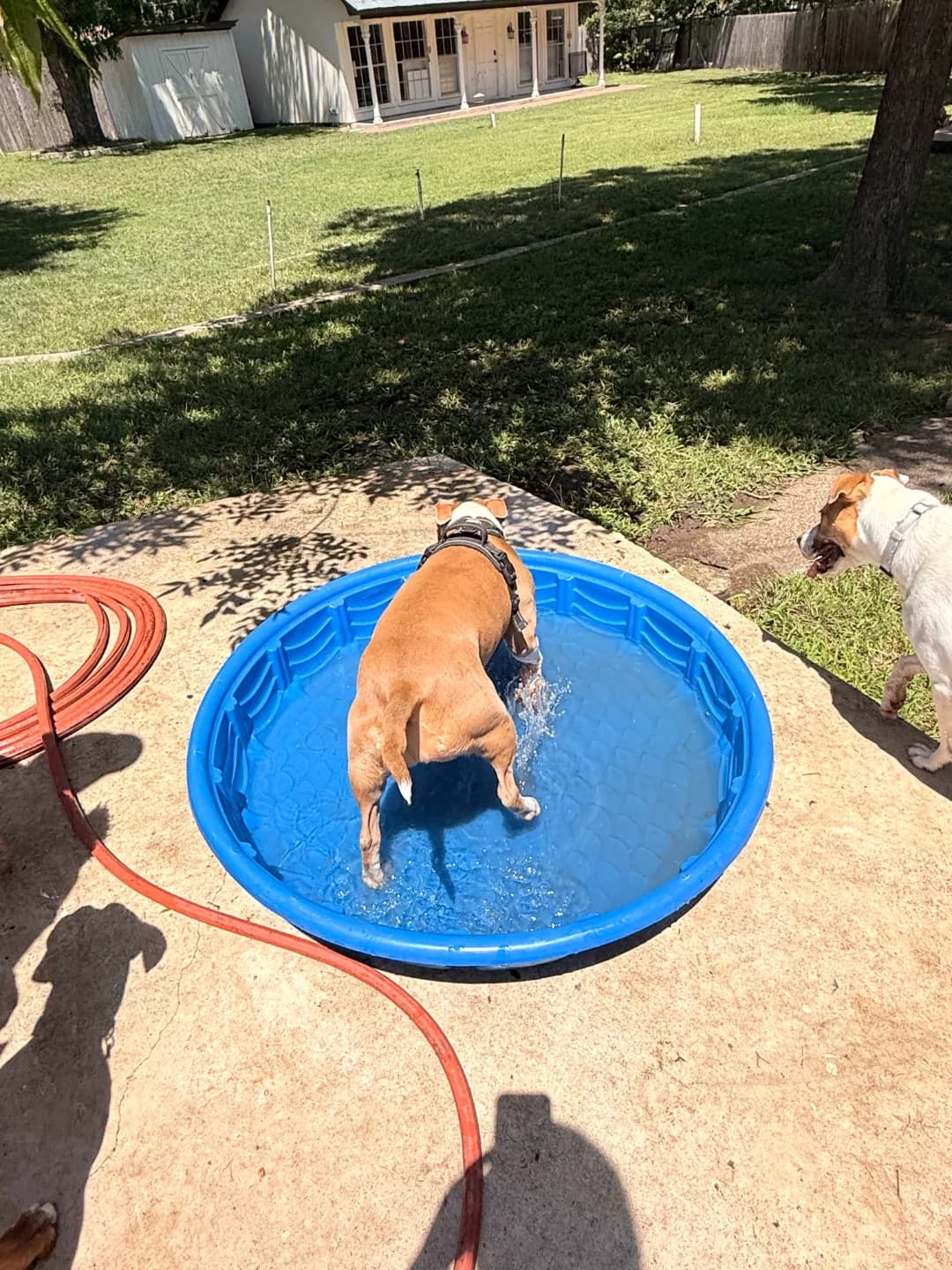 Backyard splash pool at a Waco home boarding property