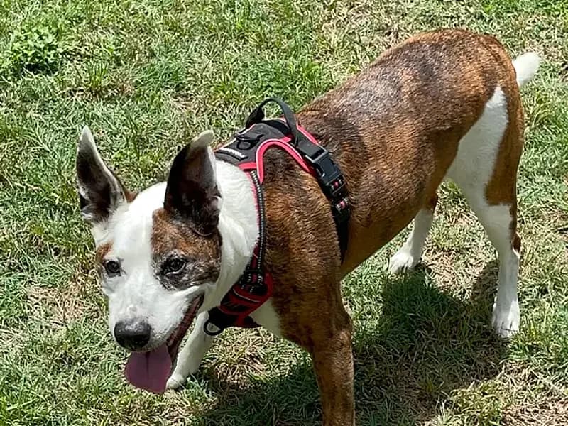 A happy brindle dog in a green Waco yard wearing a harness