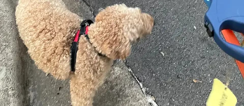 Dogs on a group walk during an August summer daycare week in Waco