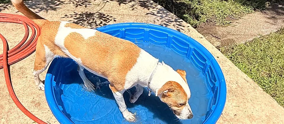 Dogs playing with water during a June summer daycare week in Waco