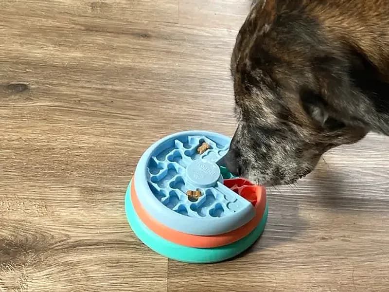 A dog working on a puzzle enrichment toy indoors