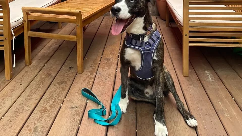 A guest and her dog at an outdoor patio Yappy Hour in Waco
